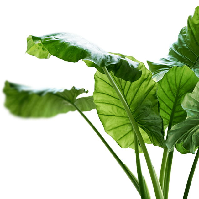 Haritalama & Bitki Analizi Sağlar